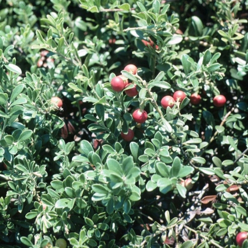 Arctostaphylos Mass Hybrid 1G