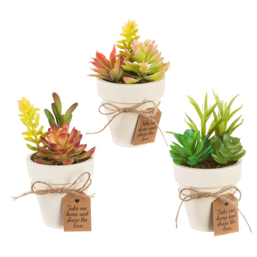 Mini Succulent in Pot Astd