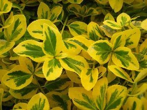 Burning Bush Euonymus Gold Splash 2G