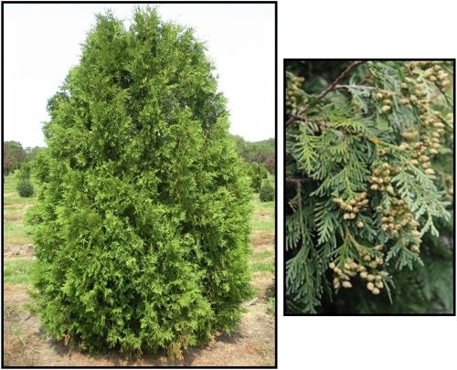 Arborvitae Nigra 7G