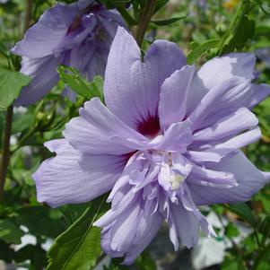 Rose Of Sharon Hibiscus Blue Chiffon 3G