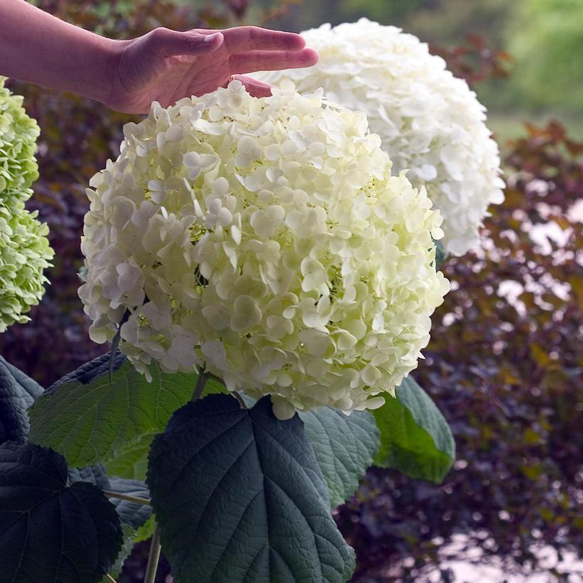 Hydrangea Arborescens Incrediball 3G