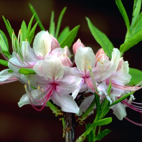 Azalea Periclymenoides Pinkst 2G