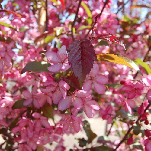 Crabapple Royal Raindrops 15G