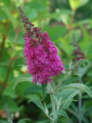 Butterfly Bush Buddleia Miss Ruby 3G