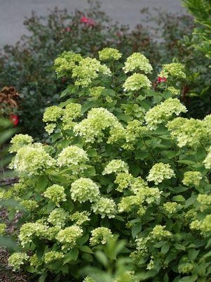 Hydrangea Panicle Little Lime 3G