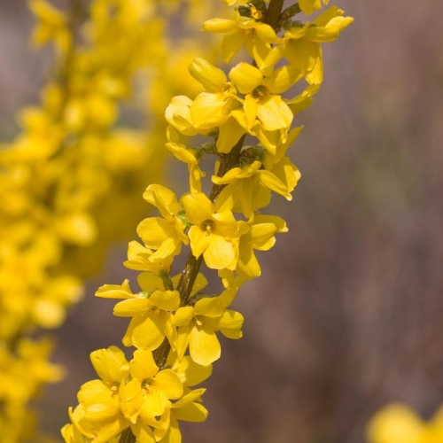 Forsythia Show off 3G