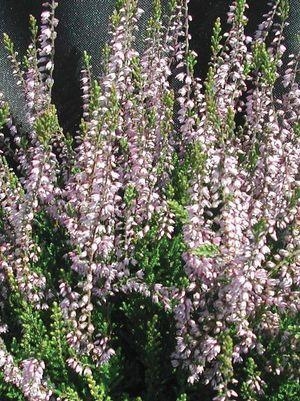 Calluna Heather Spring Torch 1G