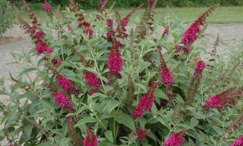 Butterfly Bush Buddleia Miss Molly 3G