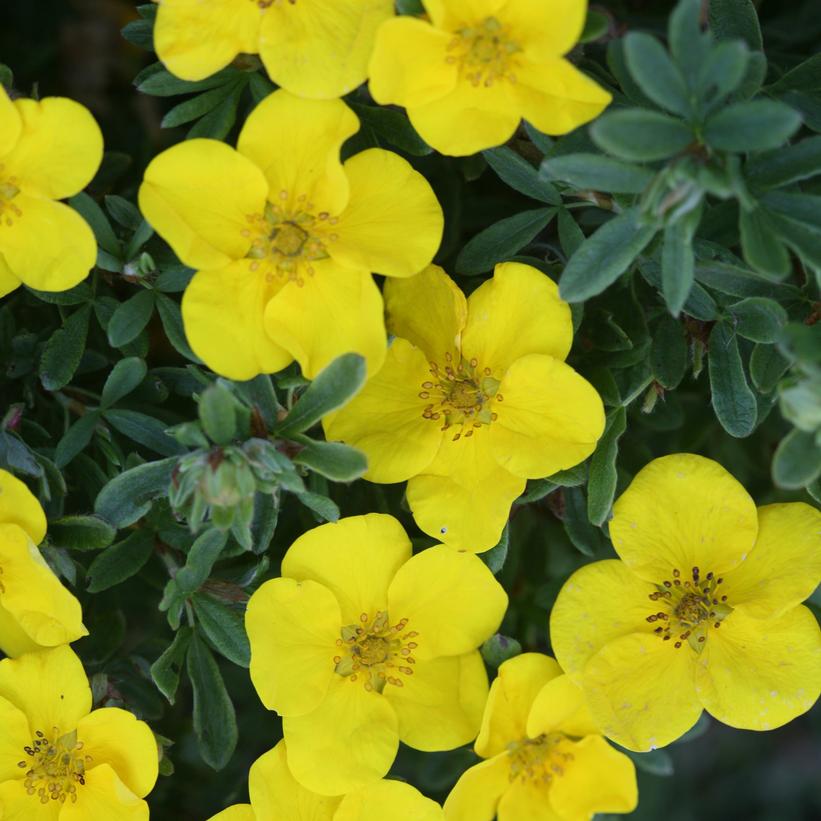 Potentilla Happy Face Yellow 2G