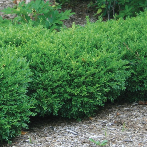 Boxwood Franklins Gem 3G