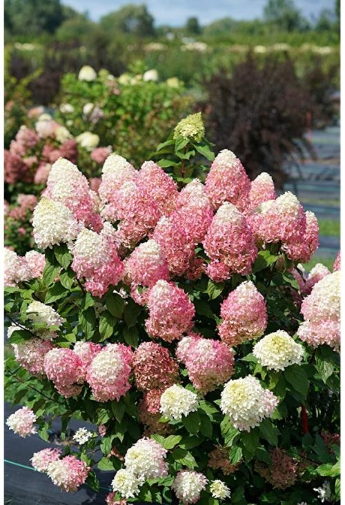 Hydrangea Panicle Van Strawberry 3G