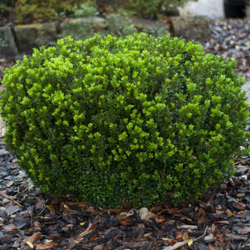 Boxwood Baby Gem 3G