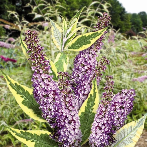 Butterfly Bush Buddleia Summer Skies 3G