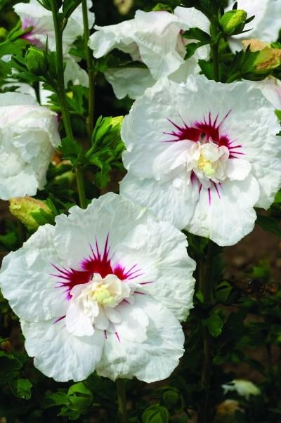 Rose Of Sharon Hibiscus Bali 3G