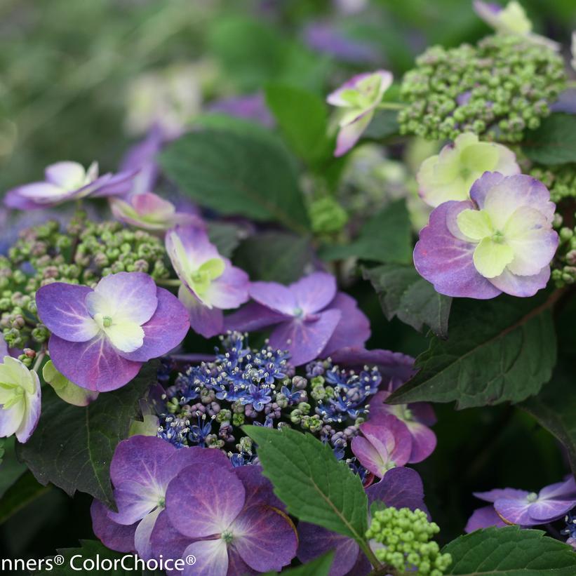 Hydrangea Mountian Serrata Tuff Stuff 3G