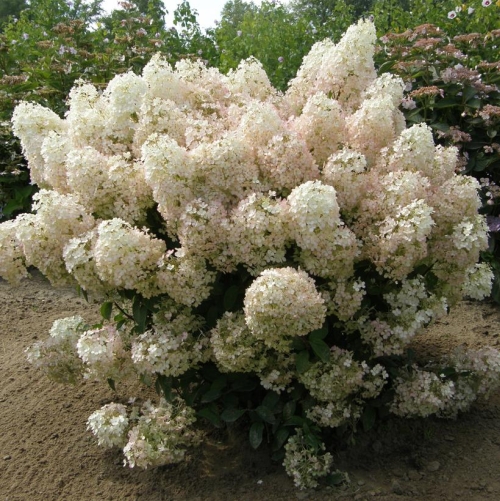 Hydrangea Panicle Bobo 2G