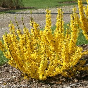 Forsythia Show Off Sugar Baby 2G