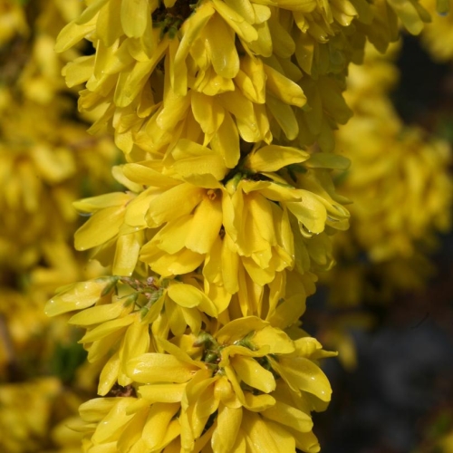 Forsythia Show Off Starlet 3G