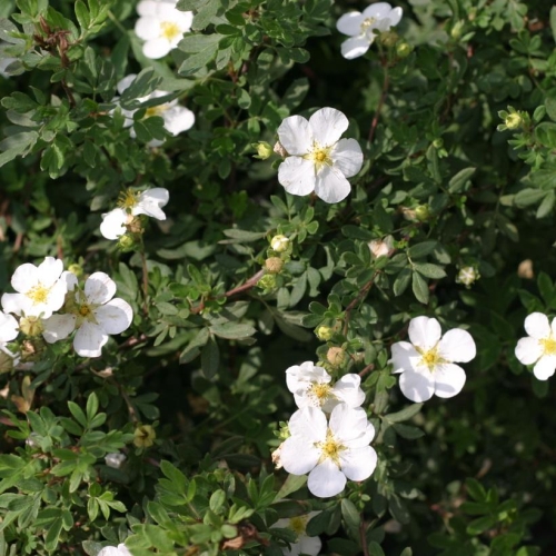 Potentilla Happy Face White 2G