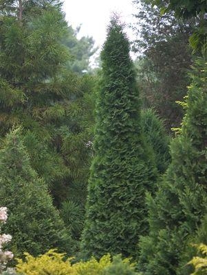 Arborvitae North Pole 3G