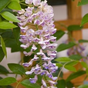 Wisteria Summer Cascade 2G