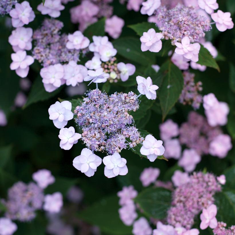 Hydrangea Mountain Serrata Tiny Tuff Stuff 3G