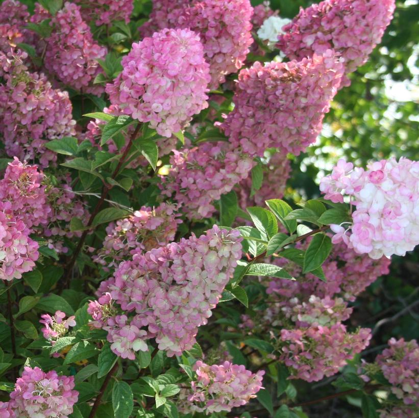 Hydrangea Panicle Straw Sundae 3G