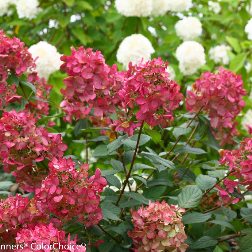 Hydrangea Panicle Fire Light 3G