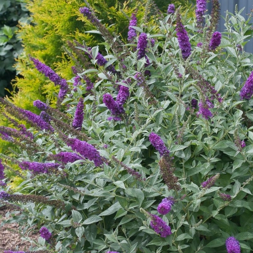 Butterfly Bush Buddleia Miss Violet 2G