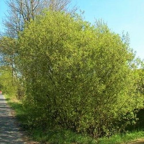 Pussywillow Salix French 3G