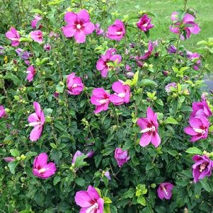 Rose Of Sharon Hibiscus Lil Kim Violet 3G