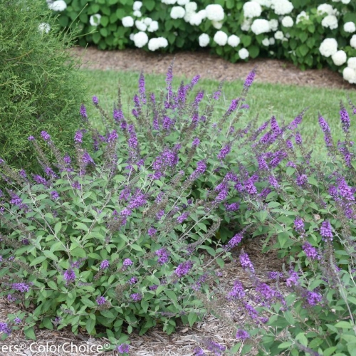 Butterfly Bush Buddleia Low & Behold Blue Chip Jr 3G