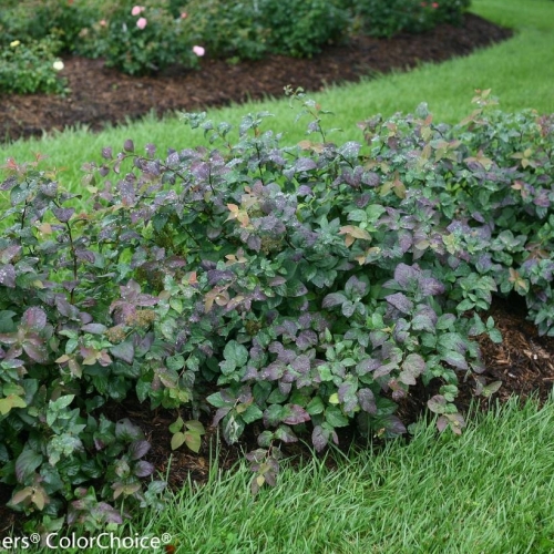 Spiraea Double Play Blue Kazoo 3G