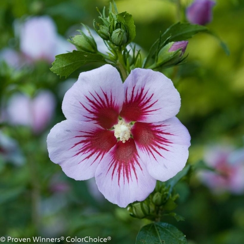 Rose Of Sharon Hibiscus Orchid Satin 3G