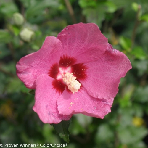 Rose Of Sharon Hibiscus Lil Kim Red 3G