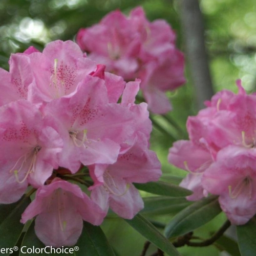 Rhododendron Dandy Man Pink 3G