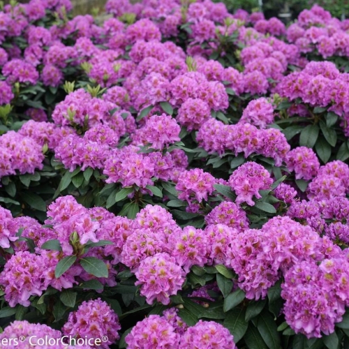 Rhododendron Dandy Man Purple 3G