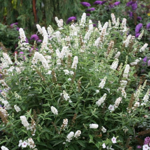 Butterfly Bush Buddleia Miss Pearl 3G