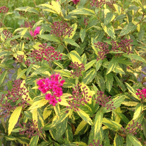 Spiraea Double Play Pink Lady 3G