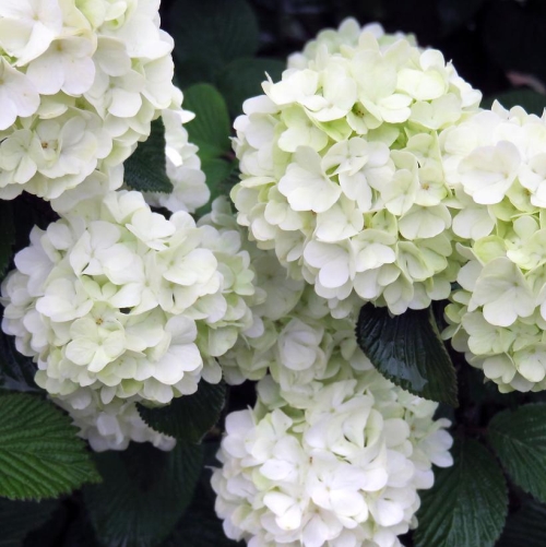 Viburnum Opening Day 3G