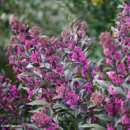 Beautyberry Callicarpa Plump & Plentiful 3G