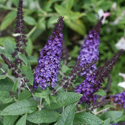 Butterfly Bush Buddleia Pugster Blue 3G