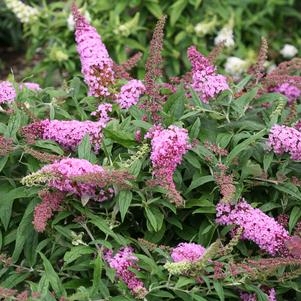 Butterfly Bush Buddleia Pugster Pink 3G