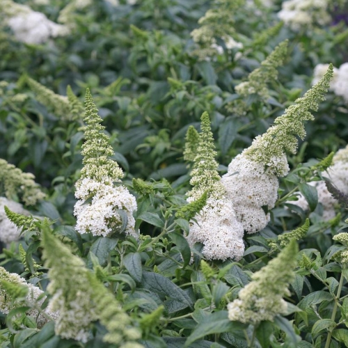 Butterfly Bush Buddleia Pugster White 3G