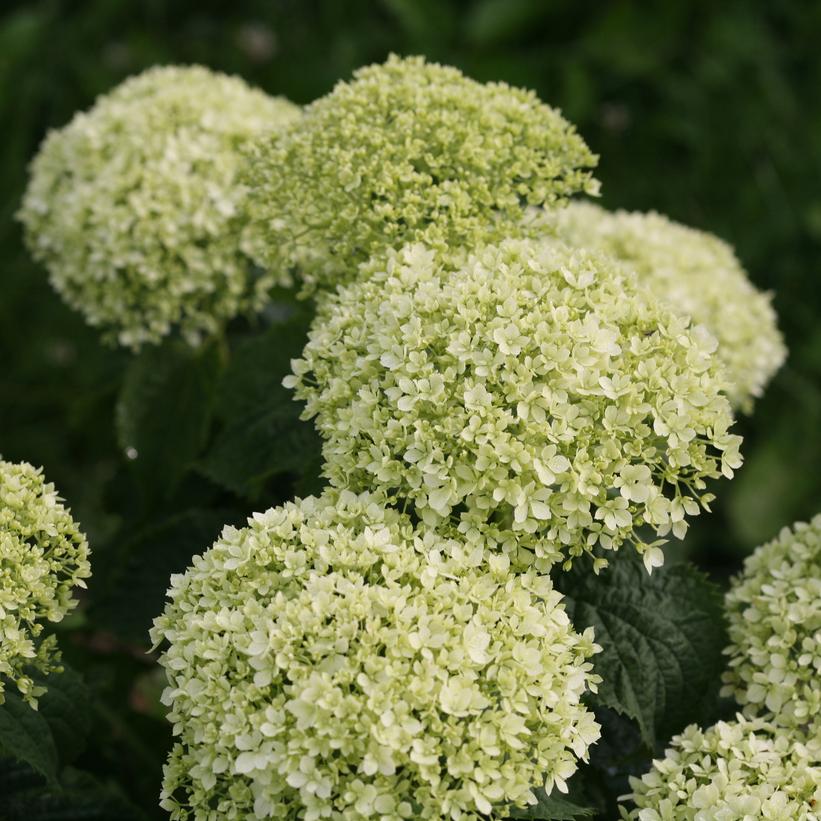 Hydrangea Arborescens Invincibelle Limetta 3G