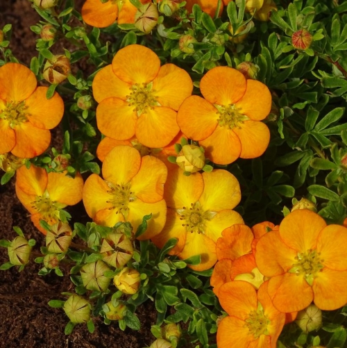 Potentilla Bella Sol 3G