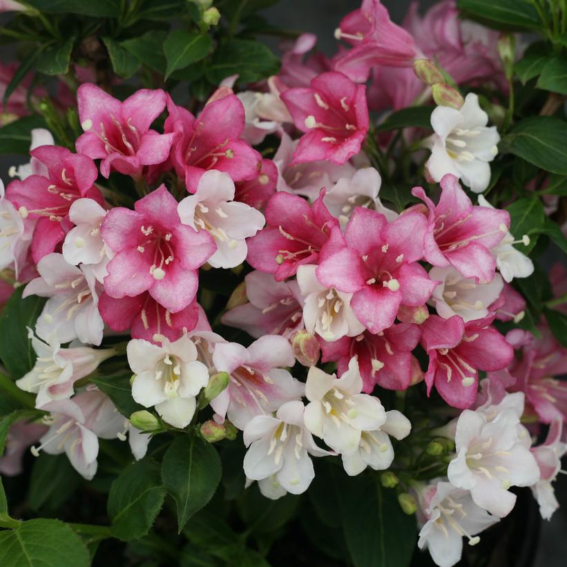 Weigela Czechmate Trilogy 3G