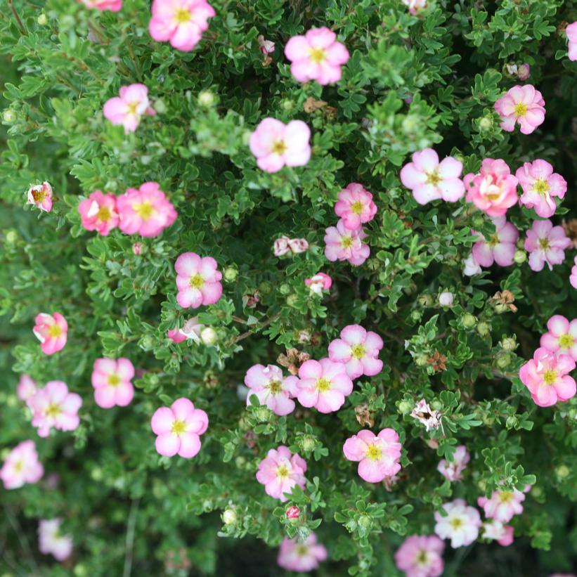 Potentilla Happy Face Hearts 2G