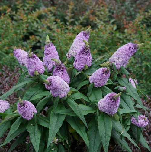 Butterfly Bush Buddleia Pugster Amethyst 3G